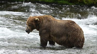 Chunk, a 540kg bear with a broken jaw, wins Alaska’s popular Fat Bear Week competition