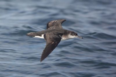 Rare seabirds breed on Rathlin Island for first time in decades