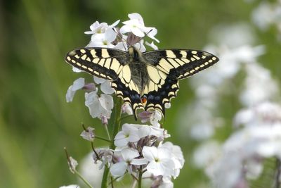 Researchers use cryopreservation to help survival of rare British butterfly