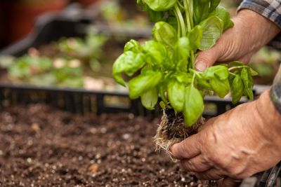 9 Vegetables You Should Still Plant in October