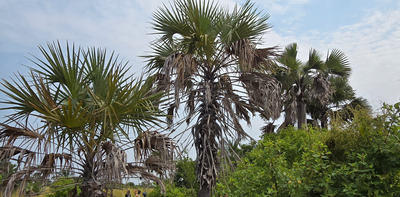 Palm trees in Africa are in decline: these botanists made a plan to do something about it