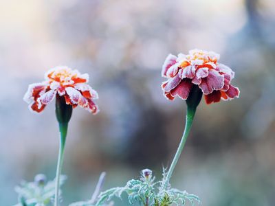 How to Protect Tender Perennials From Sudden Frost