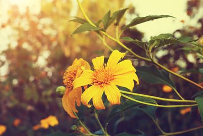 7 Fall Flowers That Outshine Summer Blooms