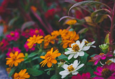 10 Perennials to Divide Before the First Frost