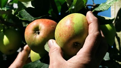 How to pick apples perfectly – this simple 3-step technique is all you need to know to harvest ripe fruits time after time