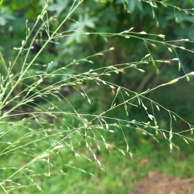 5 bird-feeding plants that Sarah Raven swears by – they'll keep wildlife well-fed over the colder months