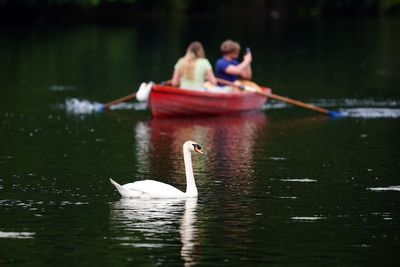 Fact check: Are migrants catching and eating swans and carp?