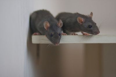 Scientists say they can read mices’ minds