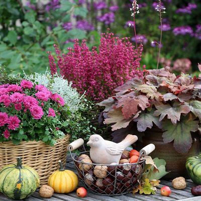 How I create vibrant autumn colour in containers – my go-to plants and how to mix them