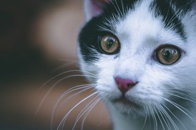 10 Cat Breeds Known for Living the Longest