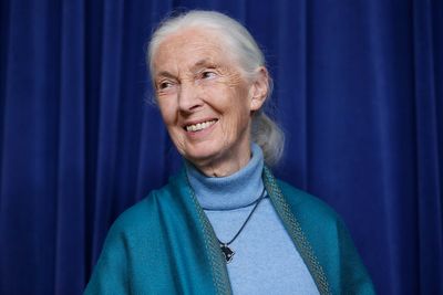 Jane Goodall, pioneering chimpanzee expert who revealed the animals’ human links, dies aged 91