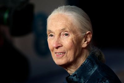 Conservationist and chimpanzee expert Dame Jane Goodall dies aged 91