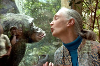 Renowned British Chimpanzee Expert Jane Goodall Dies At 91