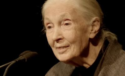 Jane Goodall Real Cause of Death: Inside the Final Days of the Beloved Primatologist, Dead at 91 While on US Tour