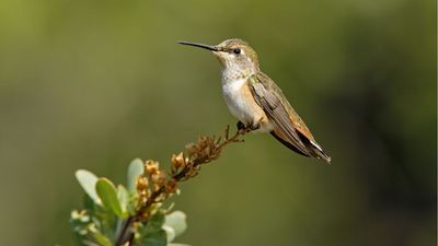 An ornithologist reveals where hummingbirds overwinter in the US – plus tips on how to help them if you live in California, Texas, or Florida