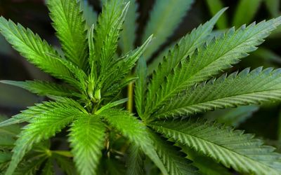 Canopy Growth (CGC) Stock Is Falling Wednesday: What's Going On?