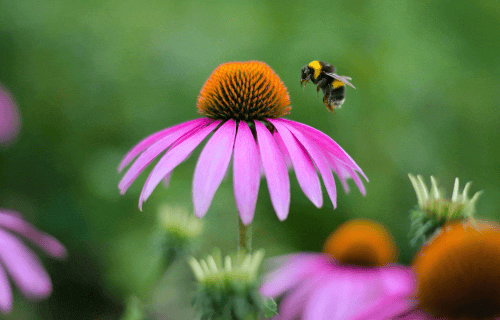 AI can now remove people, restore old photos inside the budget Photoshop Elements, while Premiere Elements gets 360 support in Adobe’s budget software upgrade