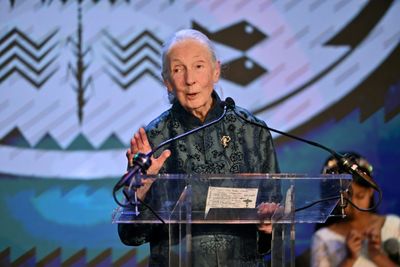 'Conservation Giant': World Reacts To Jane Goodall's Death