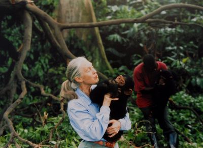 Jane Goodall tributes: Harry and Meghan hail 'visionary' conservationist following her death at 91