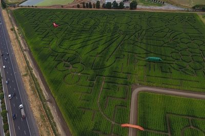 Giant Northern California corn maze lets visitors enjoy getting lost