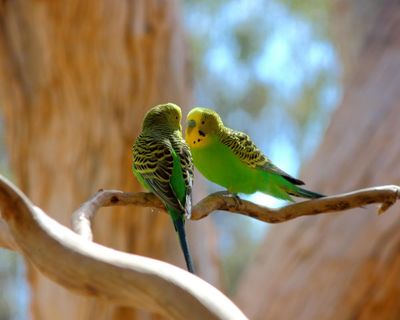 From Karachi’s crowded markets and Kabul’s alleys to Australia’s vast sky: budgies are for me fragments of memory