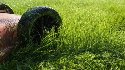 Gardening expert warns this one lawn mistake can invite pests and diseases in October