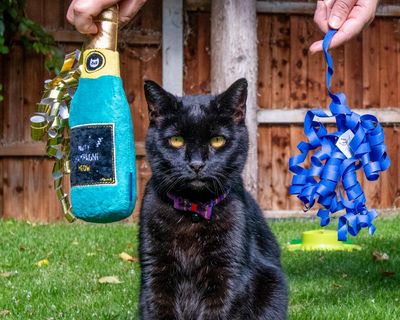 ‘Indolent and not photogenic’: can I make my reluctant cat a social media star in seven days?