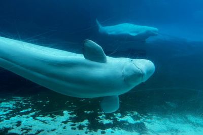‘A life of captivity’: Canada refuses marine park’s request to export its whales to China