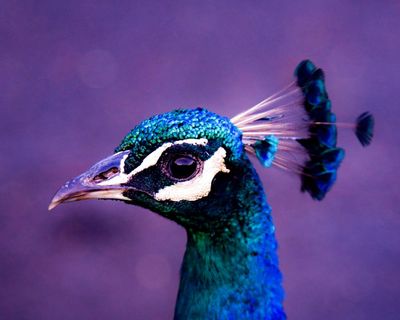 The peacock parent problem: how to survive being raised by a narcissist