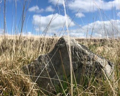 Country diary: Just how low can a stone circle go?