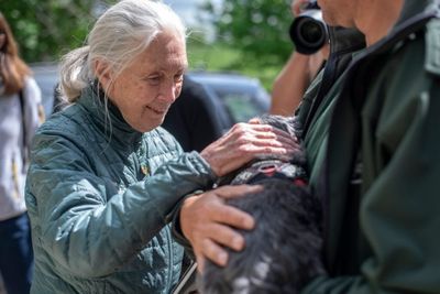 Jane Goodall Who Revolutionized Human Knowledge Of Chimpanzee Intelligence Dies At 91