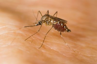 Disease-carrying mosquito species are found in the UK as climate change fuels spread