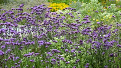 As an expert horticulturalist, here's how I divide verbena in fall – to get more out of this hard-working perennial plant for free
