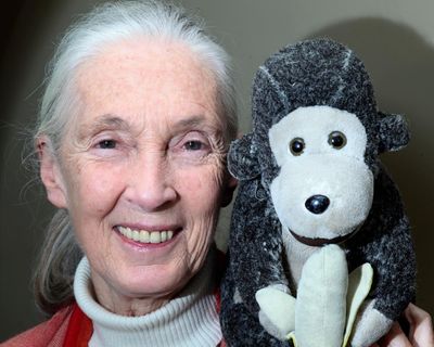 ‘A remarkable ability to inspire’: global tributes pour in for Jane Goodall