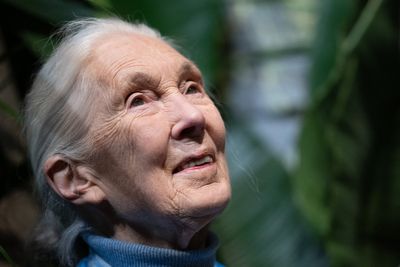 David Attenborough pays touching tribute to ‘dear friend’ Jane Goodall