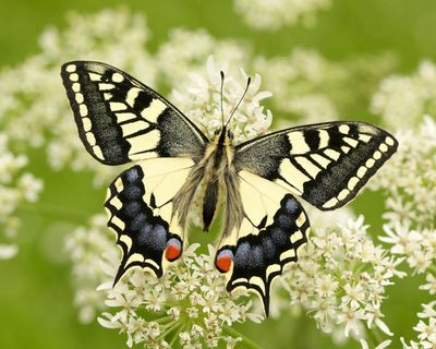 Scientists to attempt to rear swallowtail butterflies from eggs frozen in nitrogen