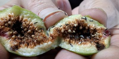 Nature’s not perfect: fig wasps try to balance sex ratios for survival but they can get it wrong
