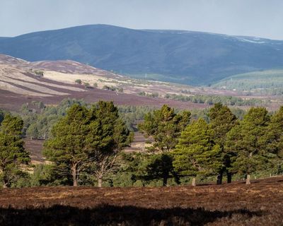 BrewDog sells Scottish ‘rewilding’ estate it bought only five years ago