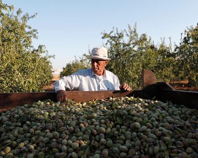 Palestinian food brand says UK sales up 50% as shoppers show solidarity