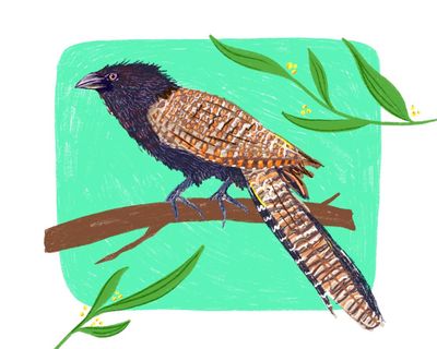 A pheasant coucal is a mass of contradictions: a bewildered bravo rolling through my house like a feathered wrecking ball