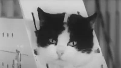 The tragic story of cat sent to space with electrodes in her skull — only to face a cruel end on Earth
