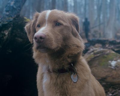 Good Boy review – crafty supernatural horror leads with a heroic dog