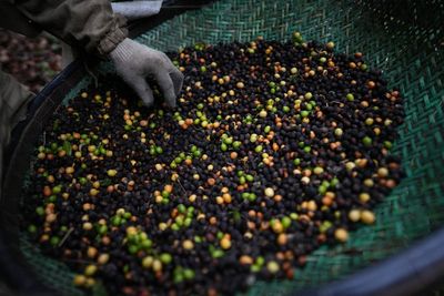 Why a coffee brand made from defecated beans has dodged Trump’s tariffs