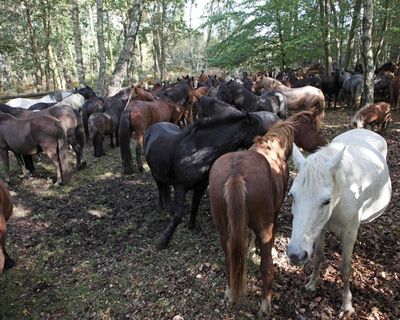 Branded New Forest ponies are well cared for