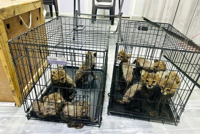 Cheetah cubs destined for illegal trade in exotic pets rescued in Somaliland