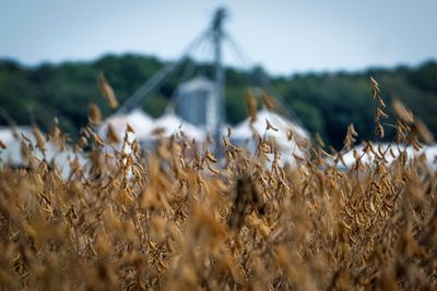 US Farmers Hit By Trade War To Get 'Substantial' Aid: Treasury Chief