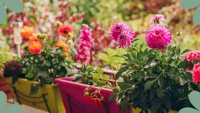 Can you leave dahlias in pots over winter? Gardening experts explain all