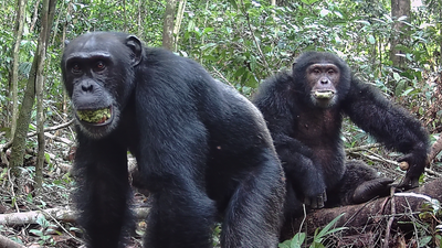 Chimps eat fruit full of alcohol, but no, they don't get drunk