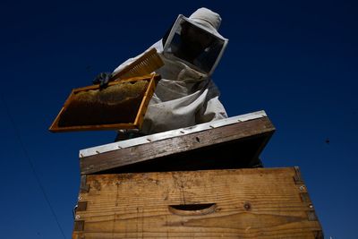 From rooftops to honey jars, Athens is abuzz with urban beekeeping