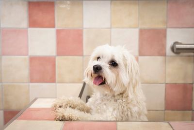 WagWorks: inside the £1,000 per month members' club for dogs — is it worth the money?